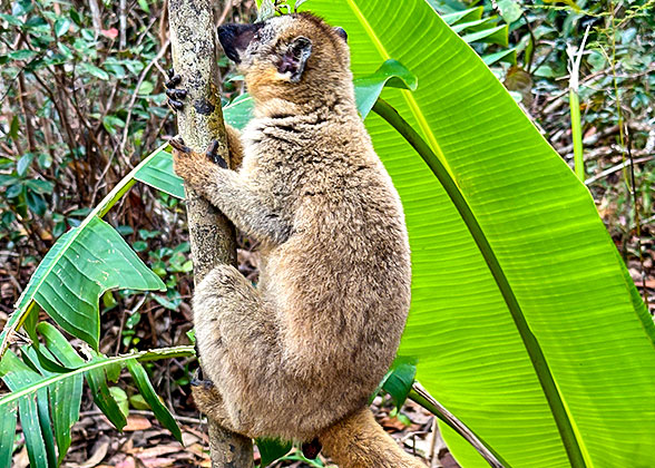 Spotting the Lemur in Madagascar